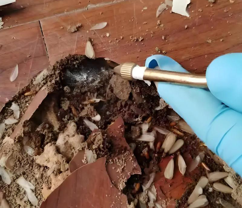 {"id":24,"keyword":"\u767d\u8681\u6d88\u6740\u516c\u53f8","prefix":["\u4e13\u4e1a"],"suffix":["\u54ea\u5bb6\u597d","\u4ef7\u683c","\u5382\u5bb6","\u54ea\u5bb6\u4f18\u60e0","\u7535\u8bdd"],"area_id":null,"ignore_areas":[],"created_at":"2026-03-23T03:04:35.000000Z","updated_at":"2026-03-23T03:04:35.000000Z"}